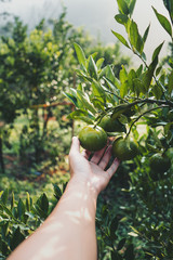 Fototapeta premium Oranges in the morning green garden