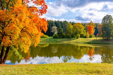 Maple tree in autumn foliage at the pond in Pavlovsky park, Pavlovsk, St. Petersburg, Russia
