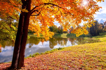 Obraz na płótnie Canvas Maple tree in autumn foliage at the pond in Pavlovsky park, Pavlovsk, St. Petersburg, Russia