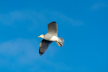 Seagull sea bird flying in blue sky close up
