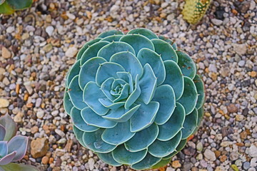 サボテン　花　葉