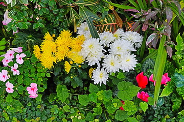 タンポポ　熱帯植物