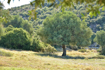 Olive tree orchard. Seasonal autumn harvest from olive trees. Greece olive tree in the garden....