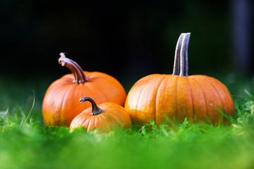 Orange pumpkins in garden grass. Halloween and autumn background