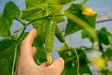 Collection of fresh harvest of ripe natural organic cucumbers.
