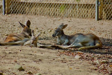 Kangaroo family resting in shade © Jordan