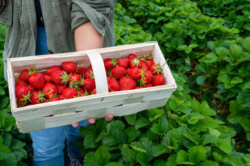 Strawberry fields in Germany, outdoor plantations with ripe sweet red strawberries ready for harvest