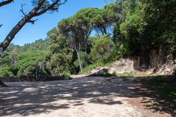 Flora in the Blue Lagoon Zone in Sintra, Portugal