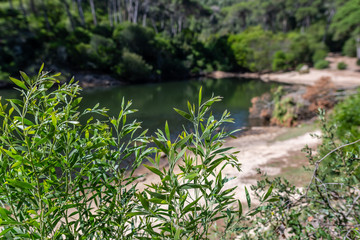 Flora in the Blue Lagoon Zone in Sintra, Portugal