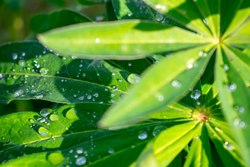 A great day in the rainforest after a refreshing rain that left droplets of water on the leaves.