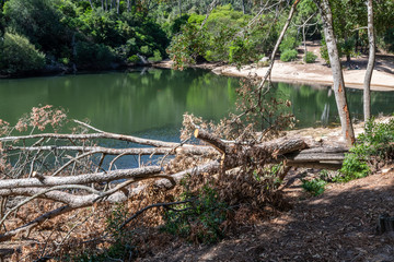 Flora in the Blue Lagoon Zone in Sintra, Portugal