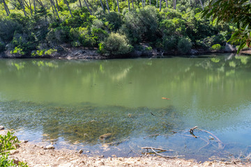 Flora in the Blue Lagoon Zone in Sintra, Portugal
