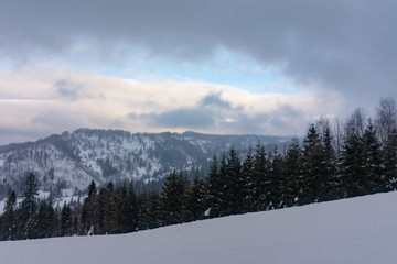 Snowy high fir trees against the background of blue mountains