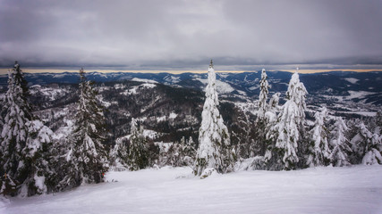 Snowy high fir trees against the background of blue mountains