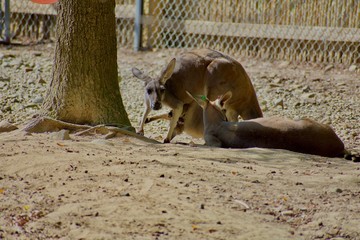 Kangaroo family resting in shade © Jordan