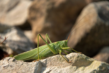 Tettigonia viridissima. Green grasshopper sits on a stone. The sun shines.