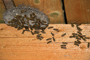 Vespula vulgaris. Wasp nest in the attic of the house.