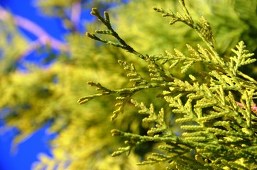 christmas evergreen tree. conifer, white cedar, yellow green tree and sky. macro. Floral background for new year greeting card with copy space for text.  