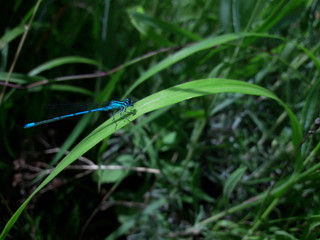 Blue Diamont Dragonfly