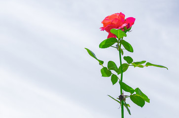 Beautiful roses in the background of the white sky