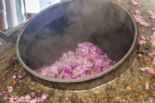 Distillery Of Rose Oil. Pink Rosa Damascena Flowers Putted Into Distiller For Distillation Rose Oil. Industrial Concept.