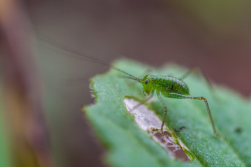 Tiny grasshopper in green meadow