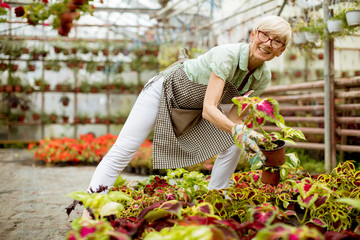 Fototapeta na wymiar Senior woman working in flower garden