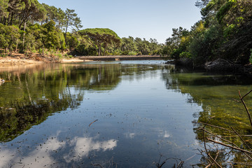 Flora in the Blue Lagoon Zone in Sintra, Portugal