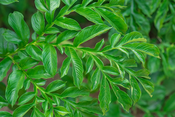 The leaves of the taro are green.