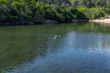 Flora in the Blue Lagoon Zone in Sintra, Portugal