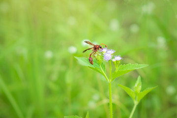 The flowers are beautiful and the hornet is looking for nectar from flowers.