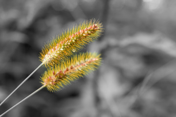 Corn grass field in monochrome