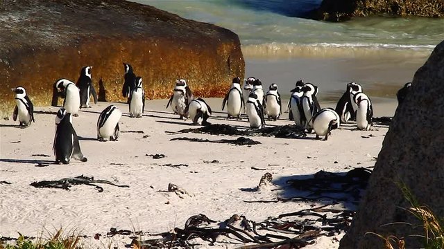 Penguins at Boulder's Beach in South Africa at Sunset