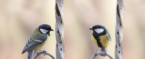 Two big tits sit on a fence on a blurry brown background ...