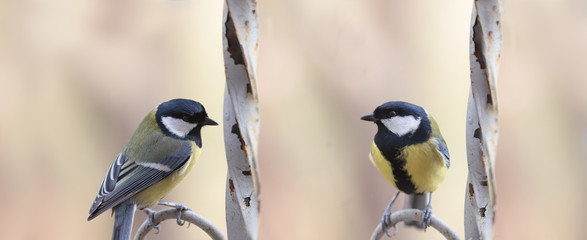 Two big tits sit on a fence on a blurry brown background ... © chermit