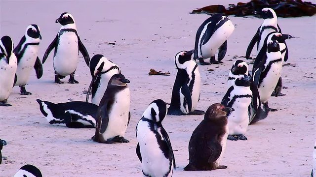 Penguins at Boulder's Beach in South Africa at Sunset