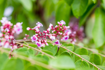  star fruit carambola flower  on  star apple  fruit ( starfruit ) garden