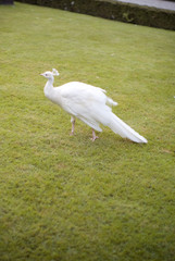 white peacock in garden