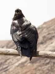 bird in its natural habitat in spain