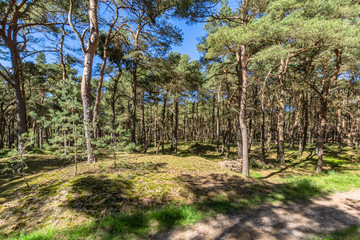 Kiefernwald auf der Schaabe, Rügen