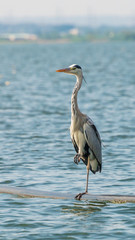 Grey heron on the beach