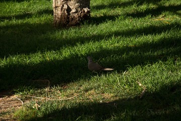 Obraz premium bird in its natural habitat in spain