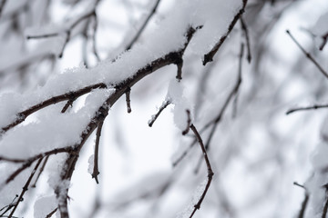 Fototapeta na wymiar Winter branches of trees on background snow and white sky