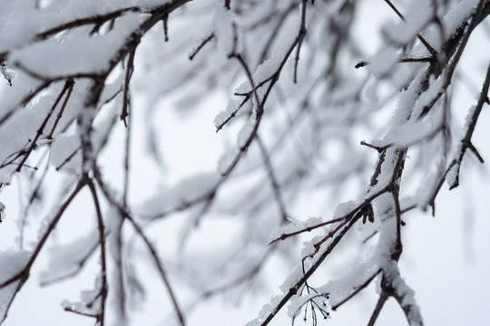 Winter branches of trees on background snow and white sky