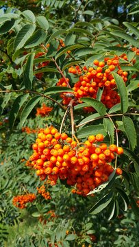 Autumnal orange berries at the arboretum