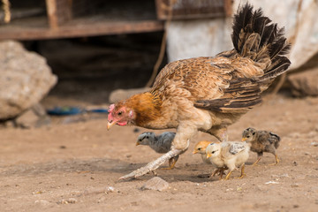 Chicken with the whole bunch of family