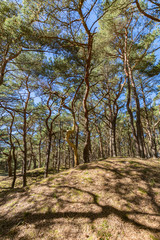 Kiefernwald auf der Schaabe, Rügen