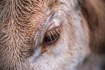 Close up of the cow and fur