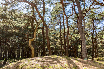 Kiefernwald auf der Schaabe, Rügen