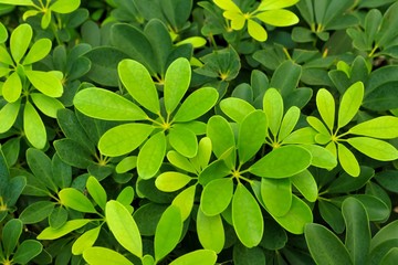 Various natural green color leaves of Dwarf umbrella tree (Schefflera arboricola) , Ornamental plants decorate in the garden.